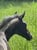 Horse ad