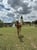 Paardadvertentie