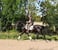 Horse ad