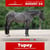 Paardadvertentie