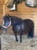 Annuncio cavallo