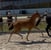 Annuncio cavallo