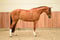 Annuncio cavallo