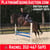 Horse ad