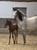Horse ad