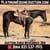 Horse ad
