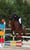 Annuncio cavallo