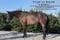 Horse ad