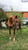 Annuncio cavallo