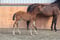 Annuncio cavallo