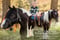 Annuncio cavallo