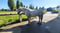 Horse ad