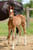 Horse ad