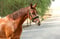 Horse ad