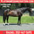 Horse ad
