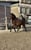 Horse ad