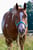 Annuncio cavallo