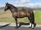 Annuncio cavallo