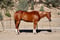 Annuncio cavallo