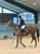 Annuncio cavallo