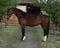Horse ad