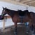 Annonce cheval