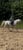 Horse ad
