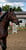Horse ad