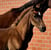 Horse ad