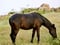 Horse ad