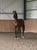Horse ad