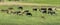 Horse ad
