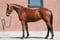 Annuncio cavallo
