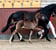Anuncio de caballos