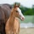 Horse ad