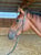 Annuncio cavallo