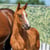 Annuncio cavallo