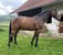 Horse ad