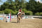 Annuncio cavallo