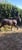 Annuncio cavallo