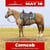 Anuncio de caballos