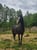 Annonce cheval