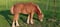 Horse ad