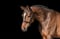 Horse ad