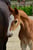 Annuncio cavallo