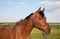 Horse ad