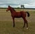 Horse ad