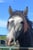 Horse ad