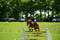 Annuncio cavallo