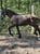 Annuncio cavallo